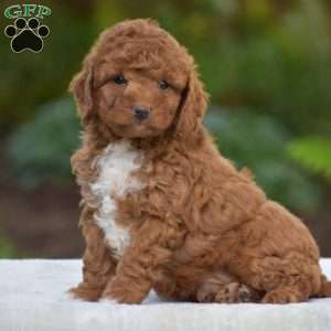 Kaspar, Miniature Poodle Puppy